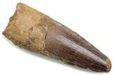 Fossil Spinosaurus Tooth - Real Dinosaur Tooth #381076-1